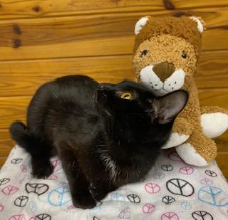 Enlarge Uno (chill, quiet, playful, and affectionate), a ADOPTABLE Domestic Short Hair in Southern Pines, NC image 6/6