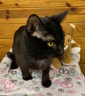 Enlarge Uno (chill, quiet, playful, and affectionate), a ADOPTABLE Domestic Short Hair in Southern Pines, NC image 4/6