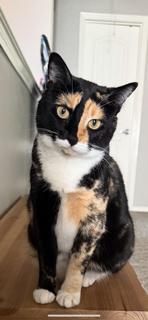 Enlarge Luna (2024 #2), a Adoptable Calico in Parker, TX image 4/5