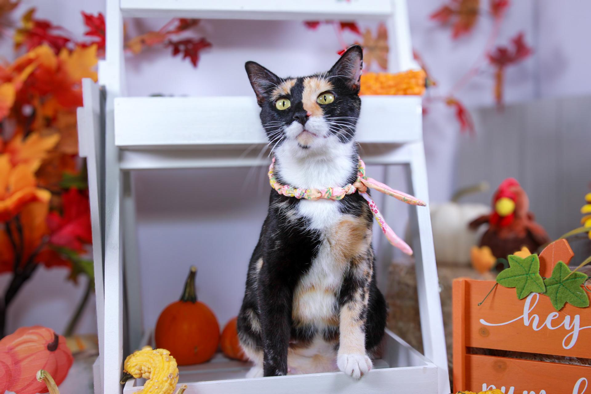 Enlarge Luna (2024 #2), a Adoptable Calico in Parker, TX image 1/5