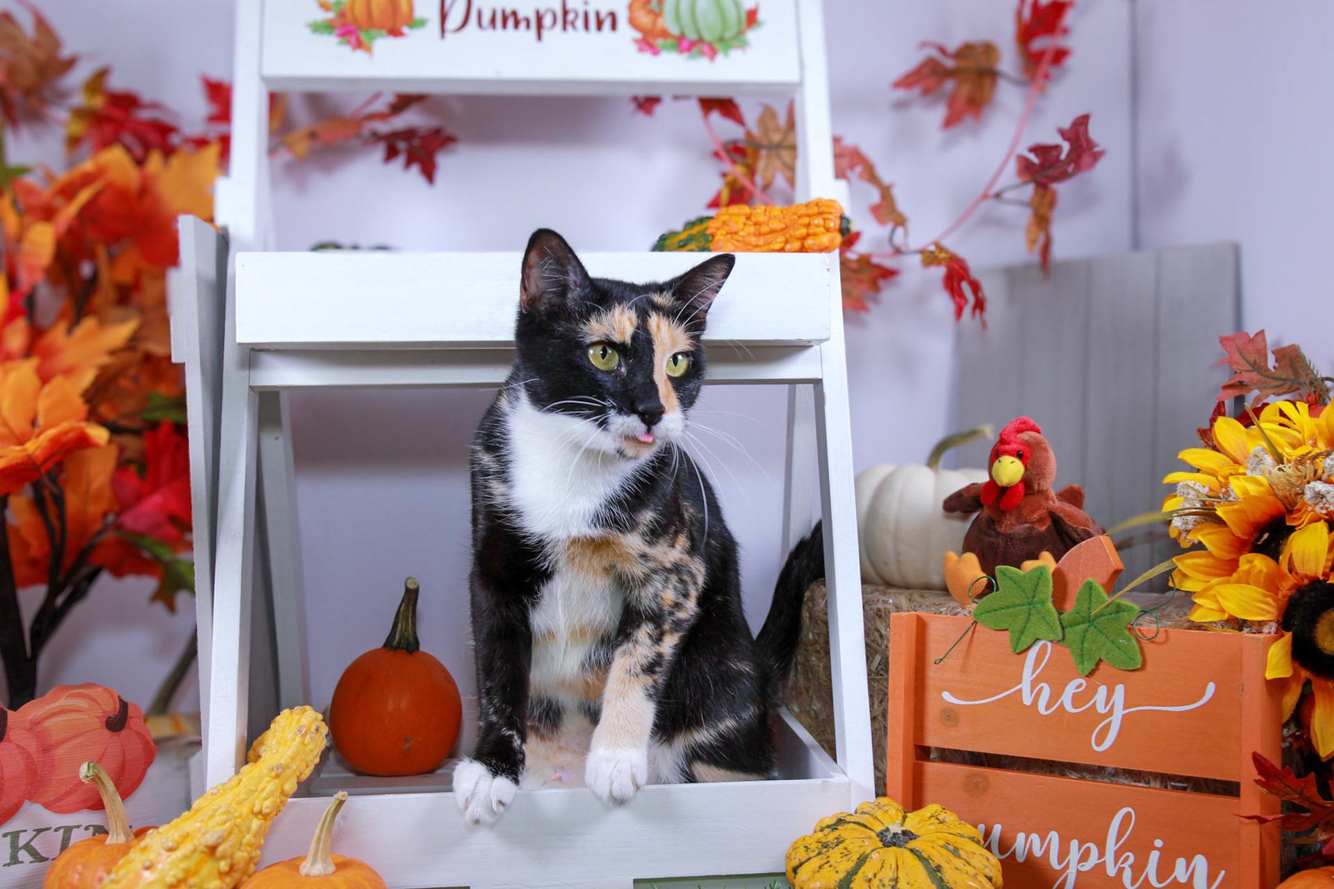 Enlarge Luna (2024 #2), a Adoptable Calico in Parker, TX image 2/5