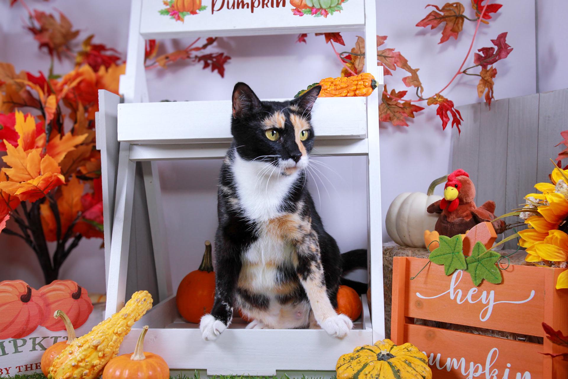 Enlarge Luna (2024 #2), a Adoptable Calico in Parker, TX image 3/5