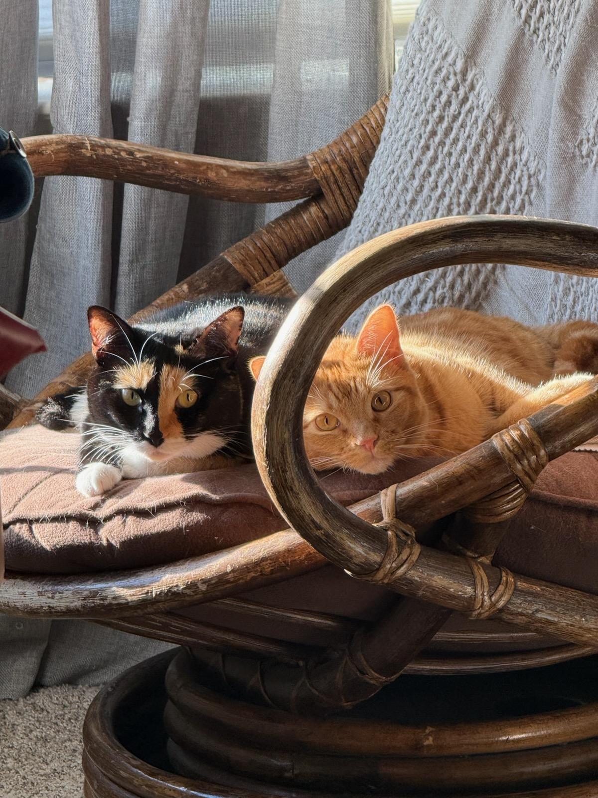 Enlarge Luna (2024 #2), a Adoptable Calico in Parker, TX image 5/5
