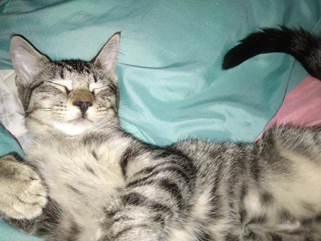 Bali, Adoptable, Adult Female Domestic Short Hair.