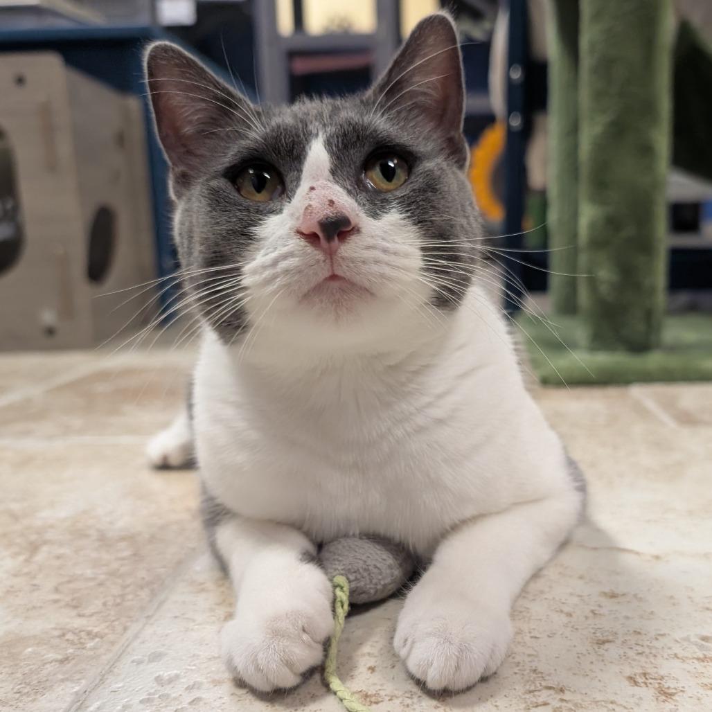 Stevie, Adoptable, Adult Female Domestic Short Hair.