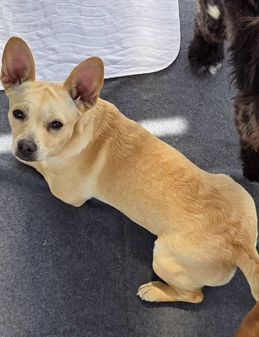 Nala, a Adoptable mixed breed in Oakdale, CA image 3/3