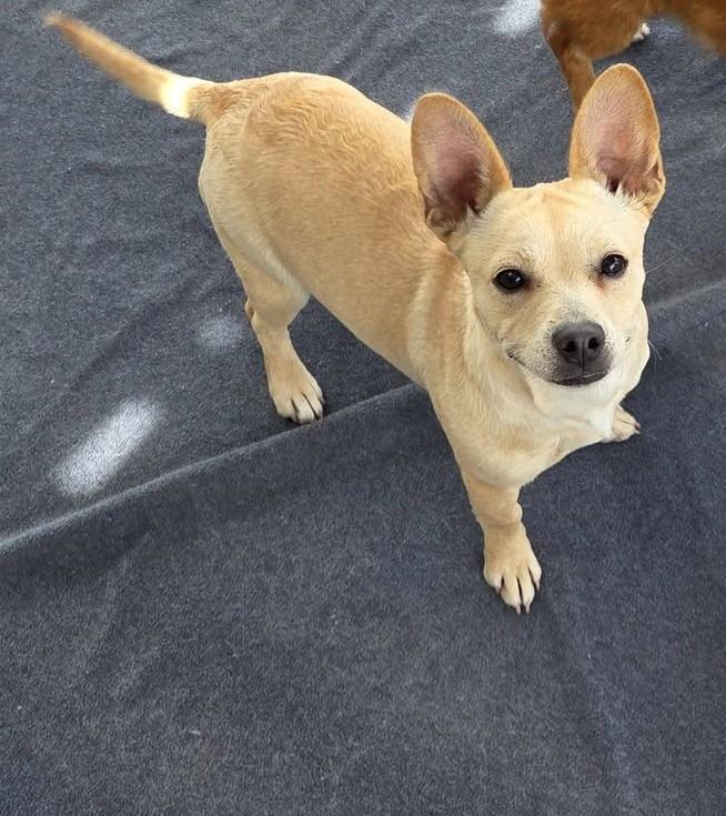 Nala, a Adoptable mixed breed in Oakdale, CA image 2/3
