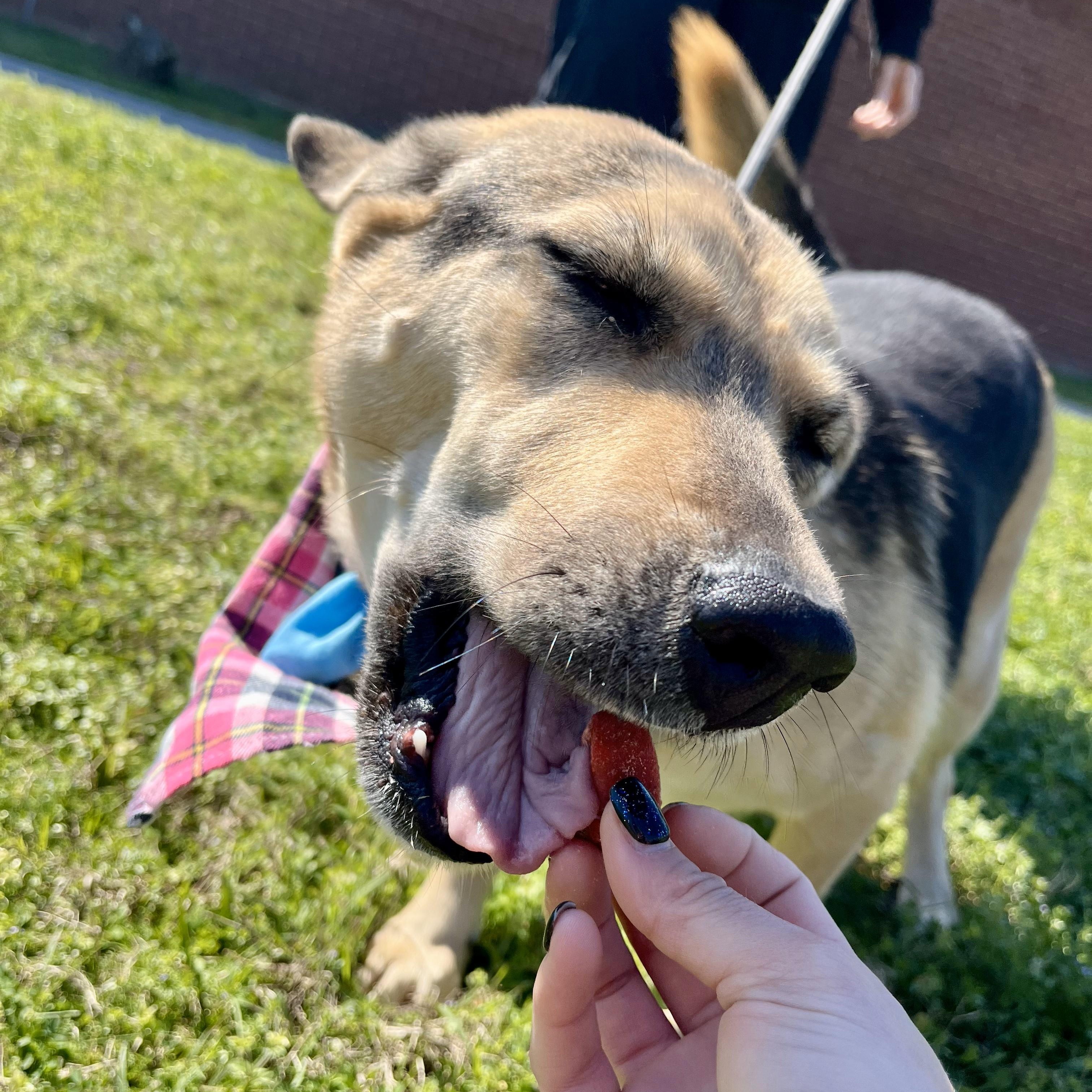 Enlarge Blue Moon, an adoptable mixed breed in Bellingham, WA image 4/6