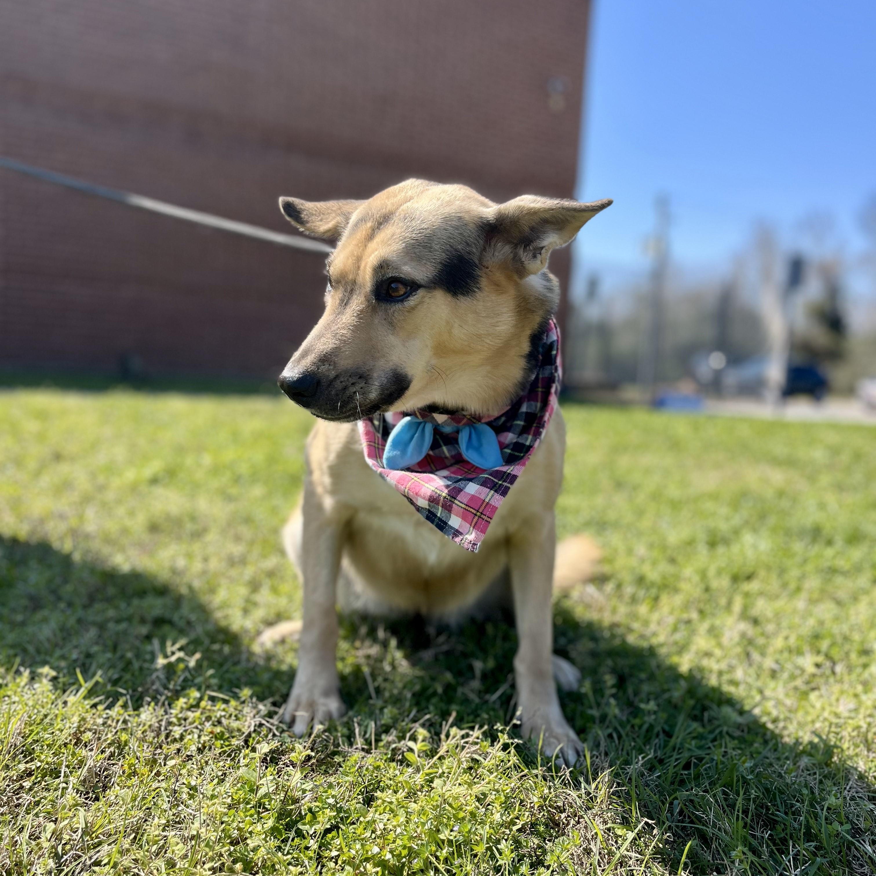 Enlarge Blue Moon, an adoptable mixed breed in Bellingham, WA image 6/6