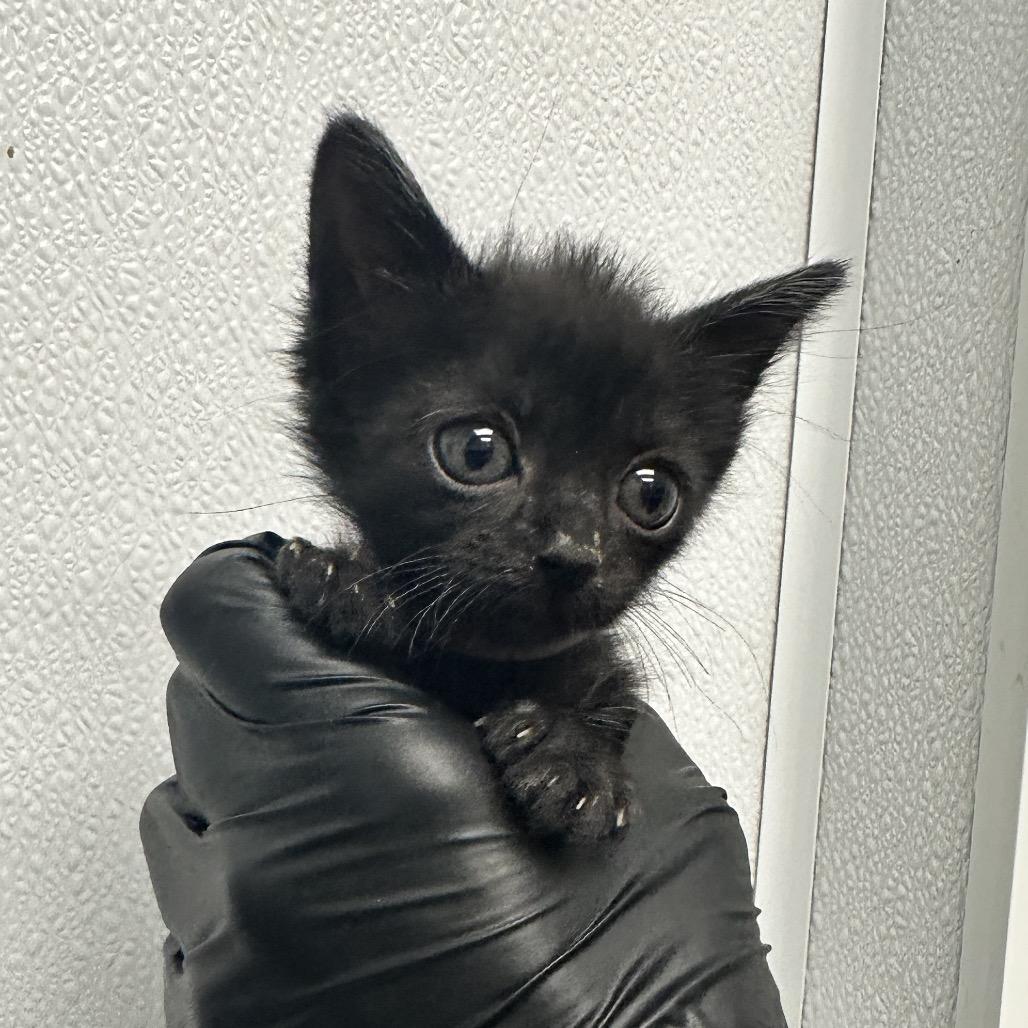 Rosebud, Adoptable, Kitten Female Domestic Short Hair.