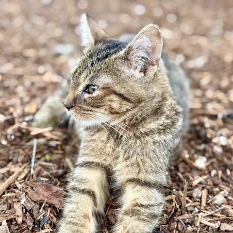 Enlarge Sir Yeety Bibble III (I have special needs), a Adopted Domestic Short Hair in Portland, OR image 5/6