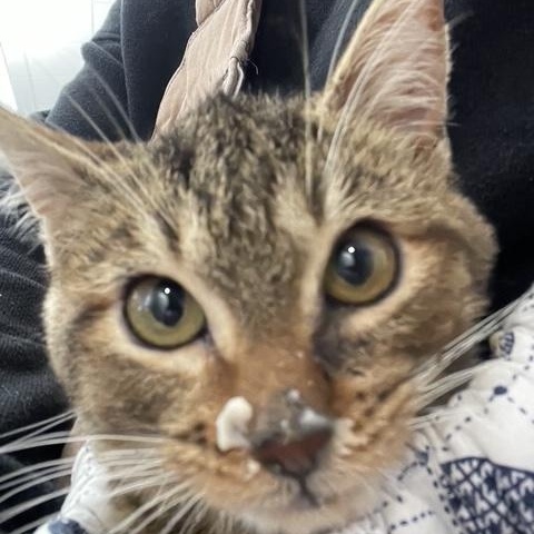 Enlarge Sir Yeety Bibble III (I have special needs), a Adopted Domestic Short Hair in Portland, OR image 3/6