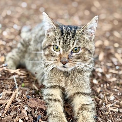 Sir Yeety Bibble III (I have special needs), Adopted, Kitten Male Domestic Short Hair.