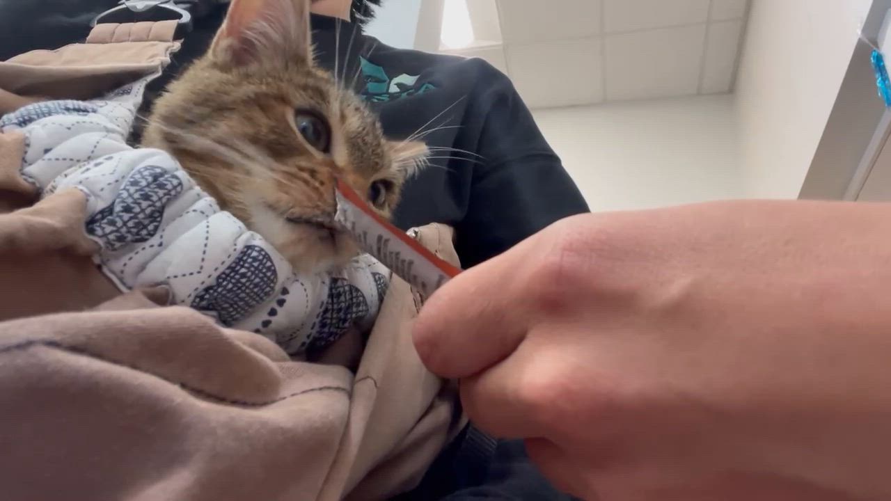 Enlarge Sir Yeety Bibble III (I have special needs), a Adopted Domestic Short Hair in Portland, OR video 4/6