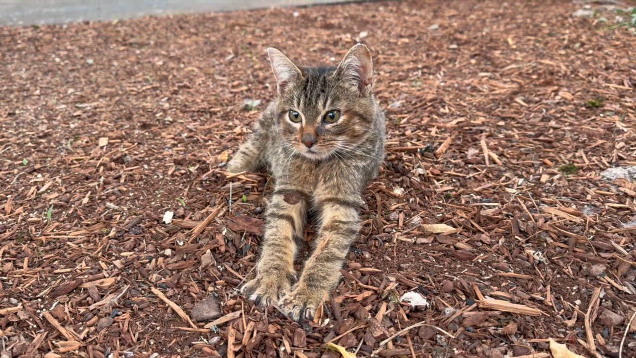 Enlarge Sir Yeety Bibble III (I have special needs), a Adopted Domestic Short Hair in Portland, OR video 2/6