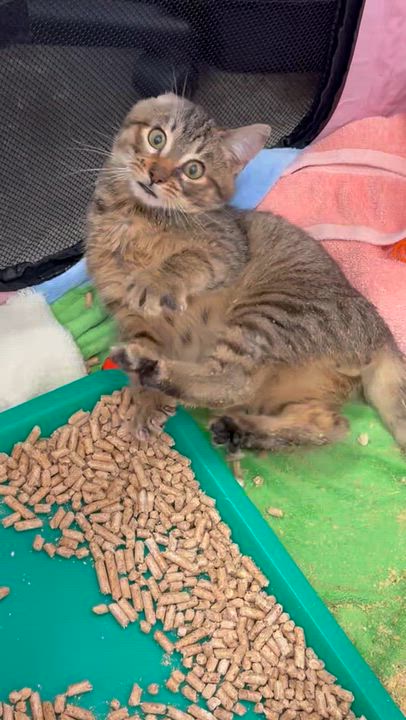 Enlarge Sir Yeety Bibble III (I have special needs), a Adopted Domestic Short Hair in Portland, OR video 6/6