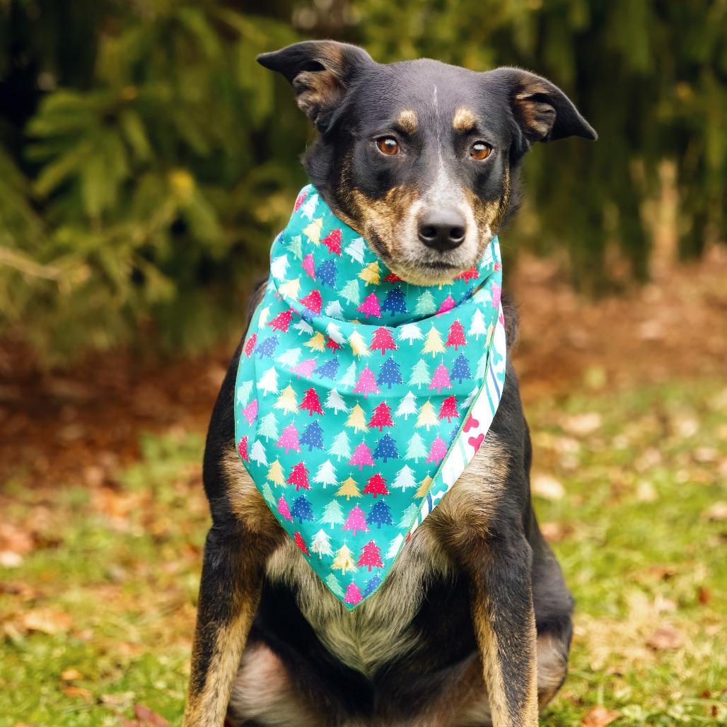 Oakley, a Adoptable mixed breed in Versailles, KY image 1/3
