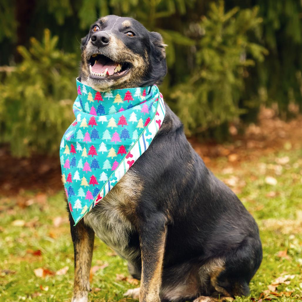 Oakley, a Adoptable mixed breed in Versailles, KY image 2/3