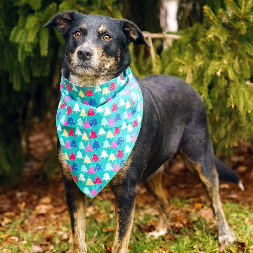 Oakley, a Adoptable mixed breed in Versailles, KY image 3/3