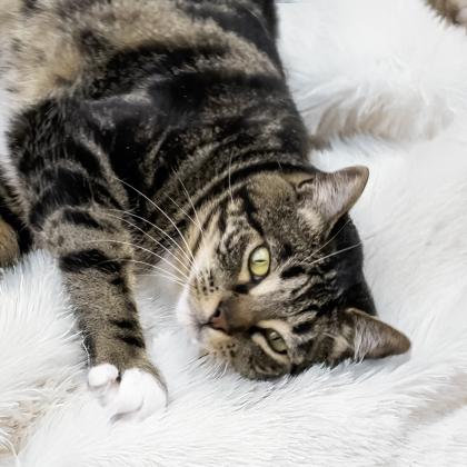 Phoebe, Adoptable, Adult Female Domestic Short Hair & Domestic Short Hair.