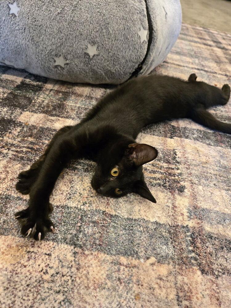 Nico, Adoptable, Kitten Male Domestic Short Hair & Bombay.