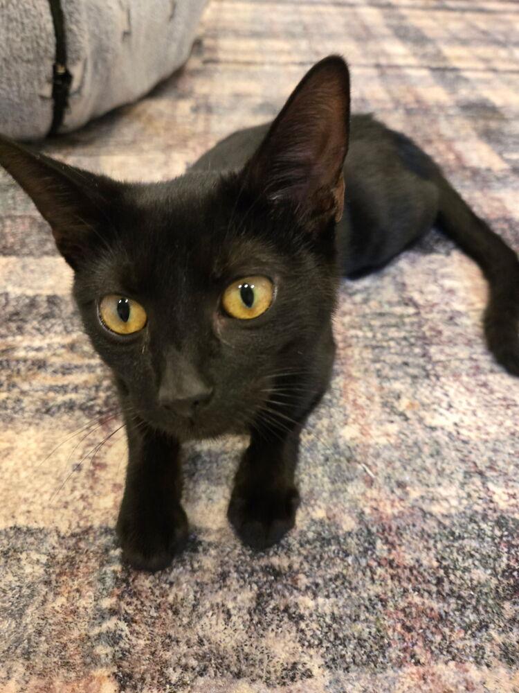 Nico, a Adoptable mixed breed image 2/3