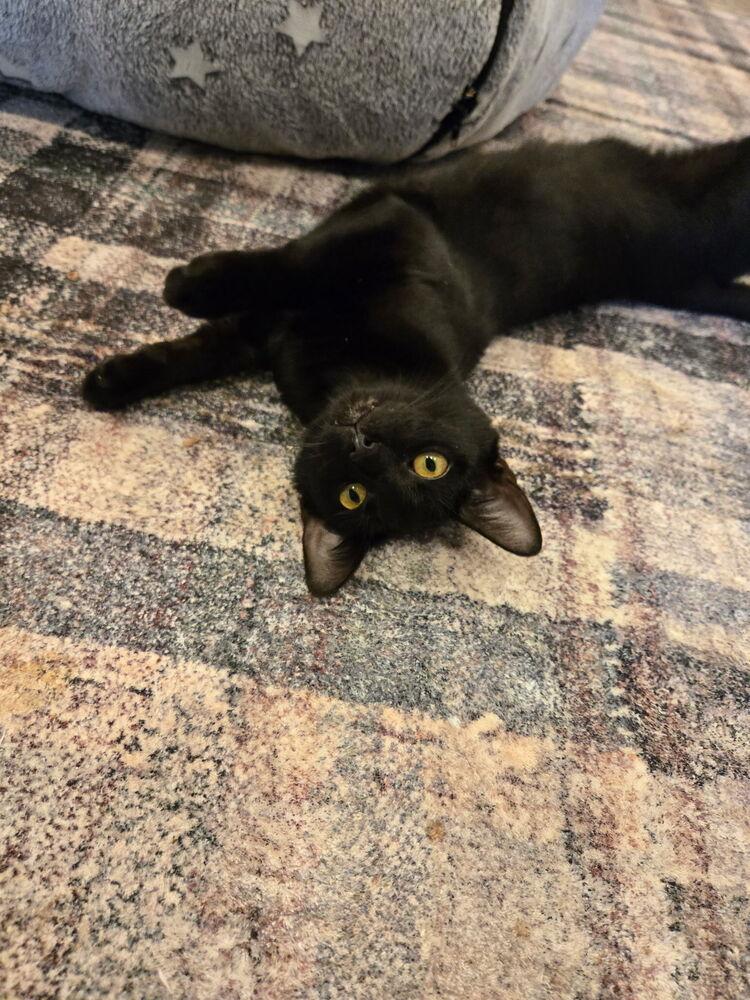 Nico, a Adoptable mixed breed image 3/3