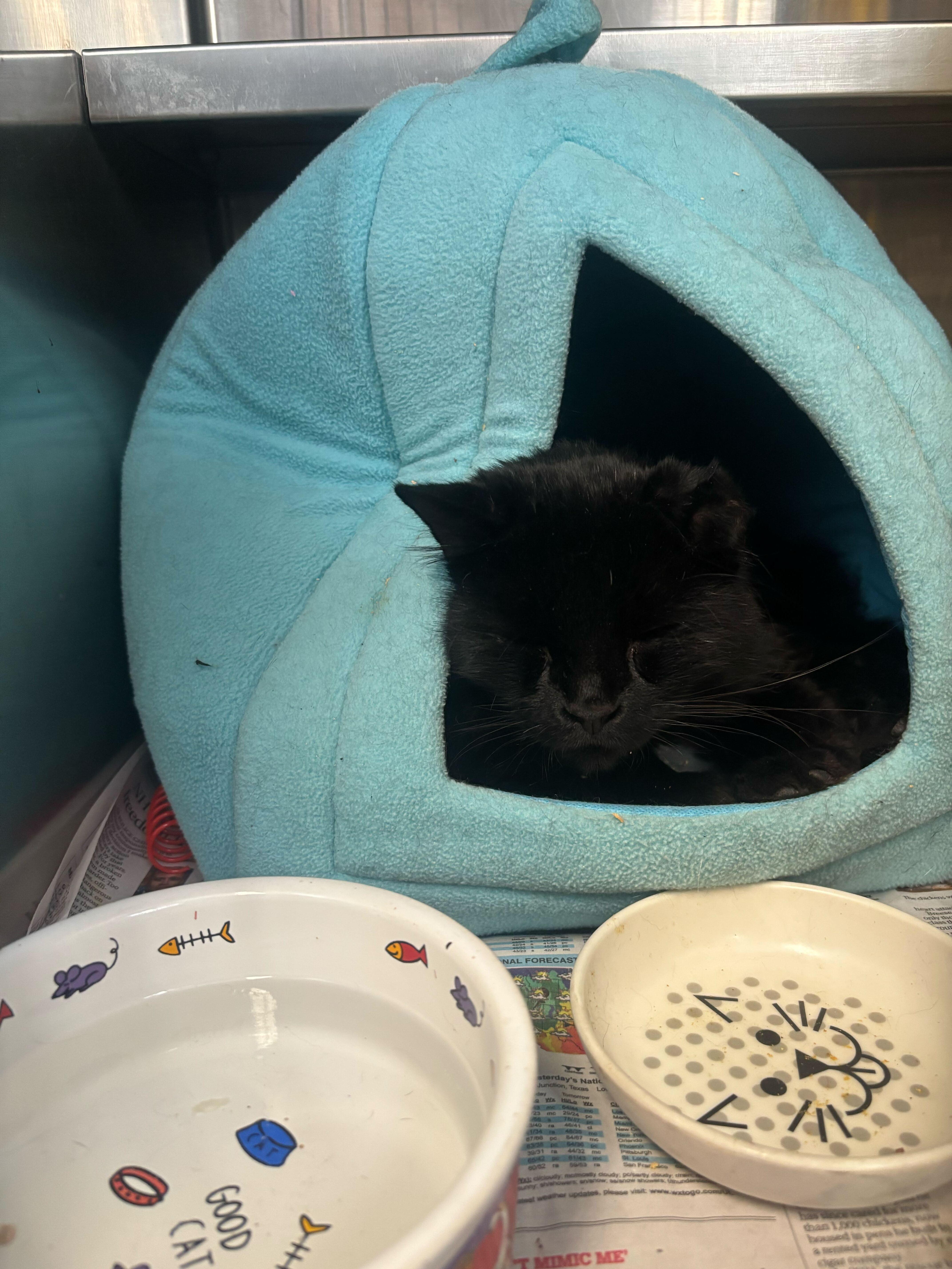 Enlarge Old Gregg, an adopted Domestic Medium Hair in Manchester, NH image 1/1