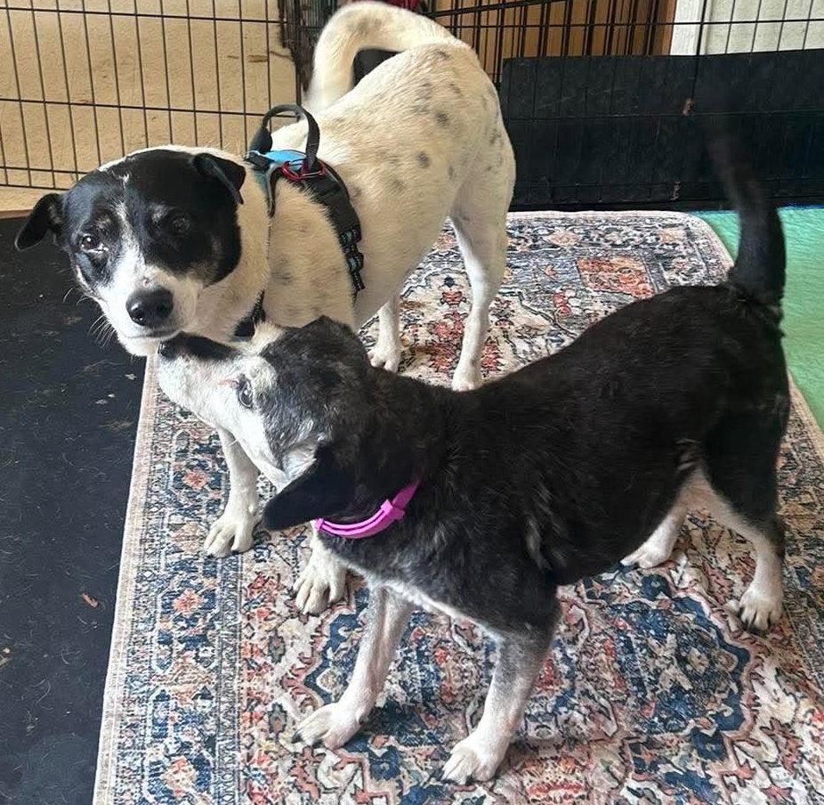 Zane, Adoptable, Adult Male Terrier.
