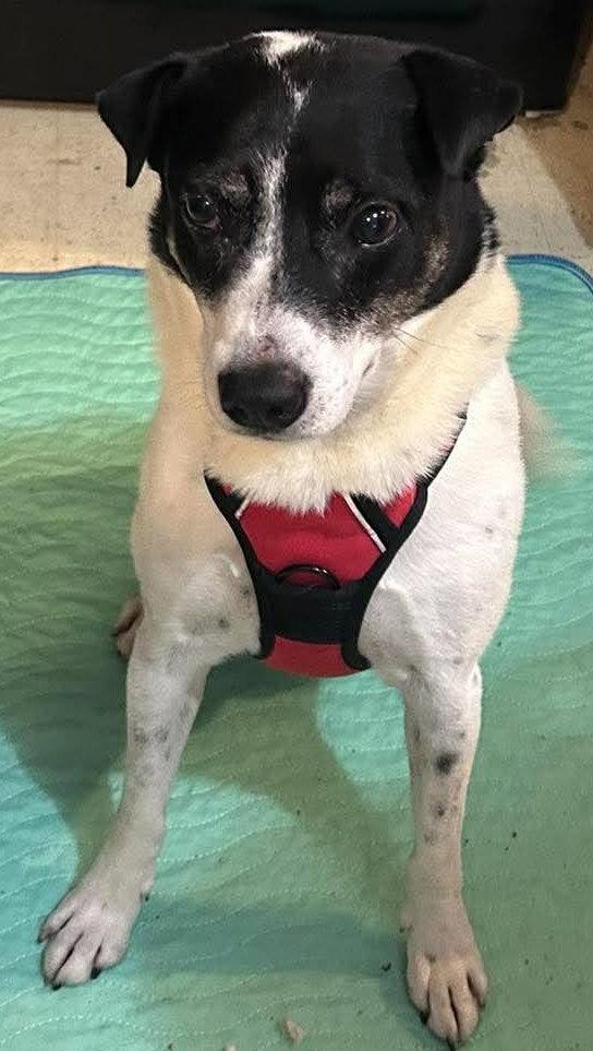 Enlarge Zane, a Adoptable Terrier in Ceres, VA image 2/3