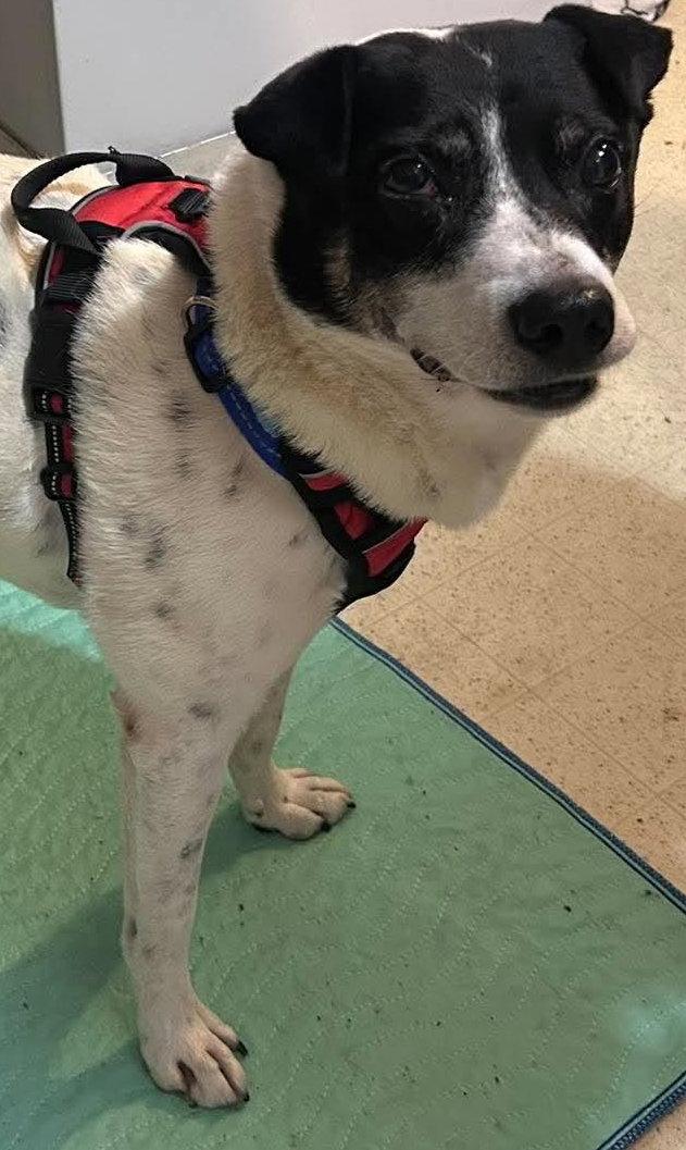 Enlarge Zane, a Adoptable Terrier in Ceres, VA image 3/3