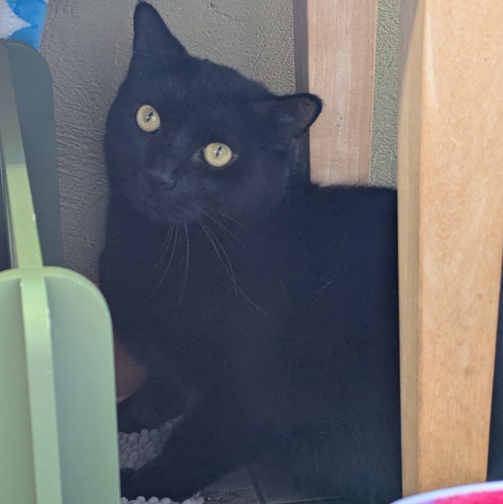 Enlarge Thadius, a Adoptable mixed breed in Aberdeen, WA image 1/3