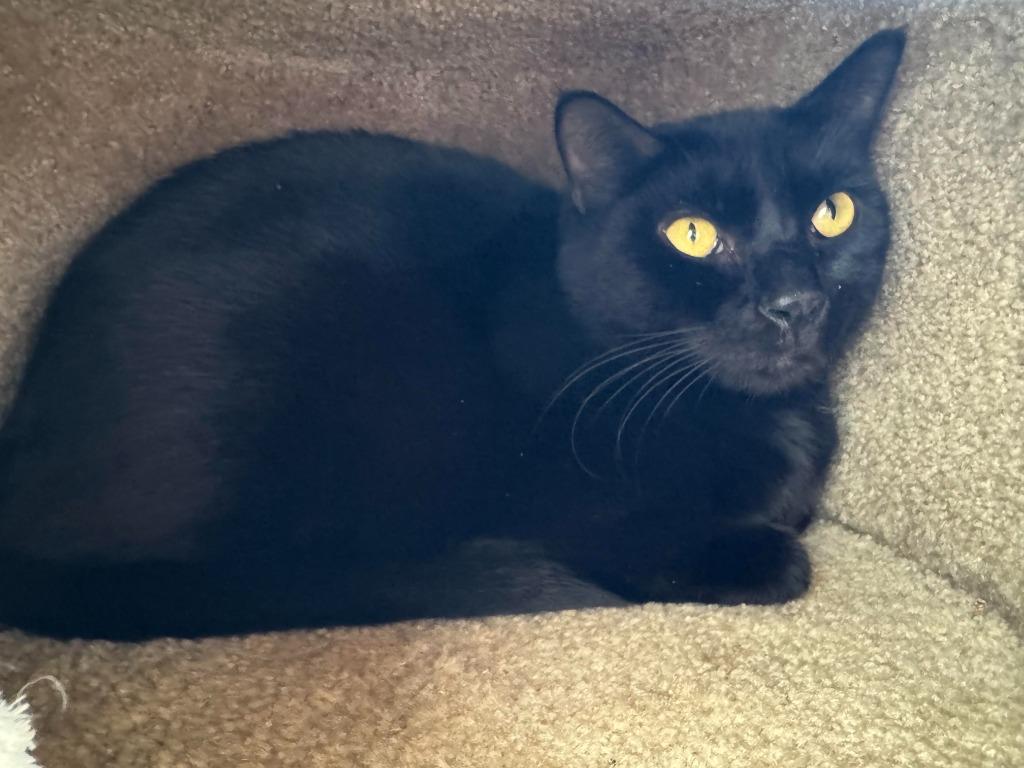 Enlarge Thadius, a Adoptable mixed breed in Aberdeen, WA image 2/3