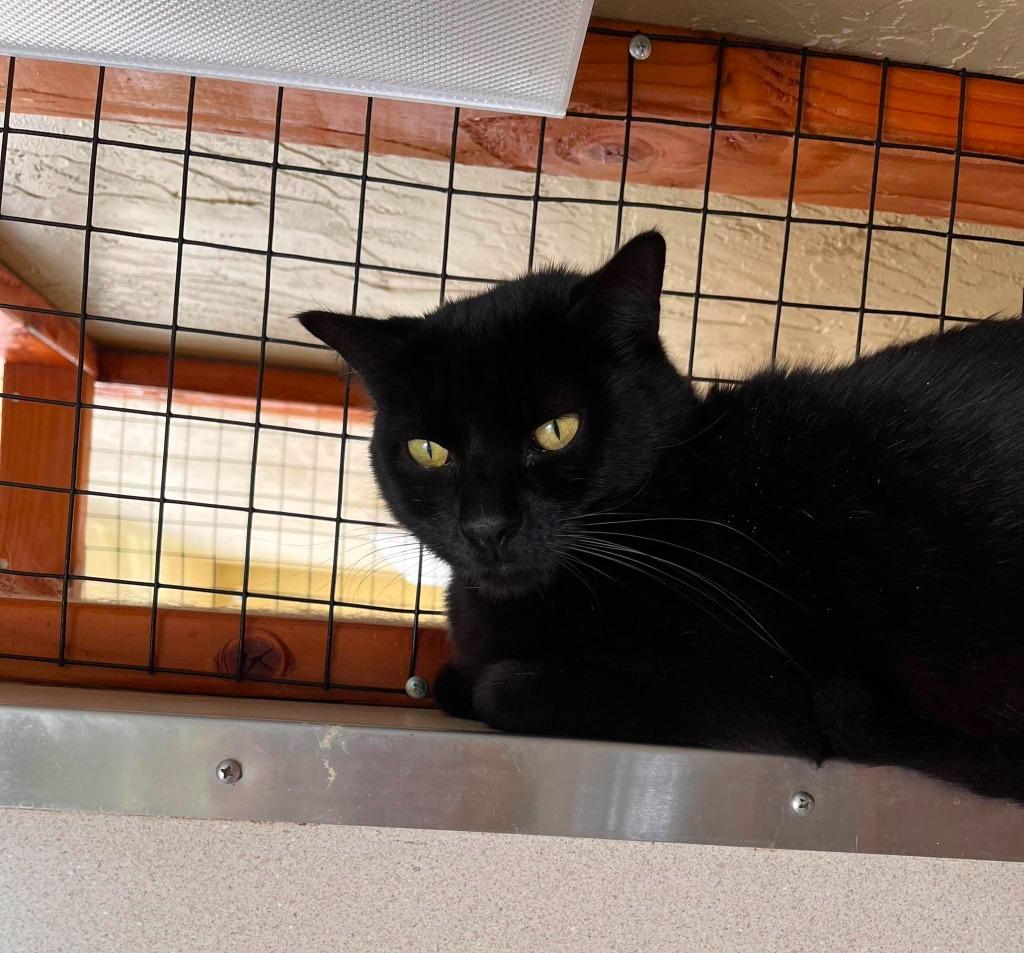 Thadius, a Adoptable mixed breed in Aberdeen, WA image 3/6