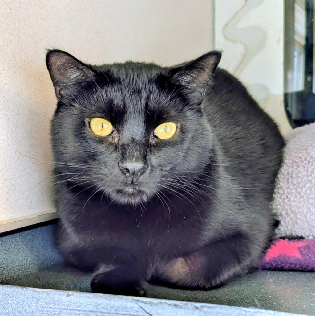 Thadius, a Adoptable mixed breed in Aberdeen, WA image 3/4