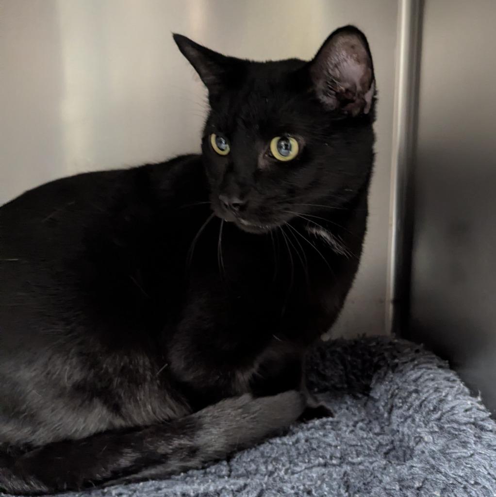 Enlarge Thadius, a Adoptable mixed breed in Aberdeen, WA image 1/1