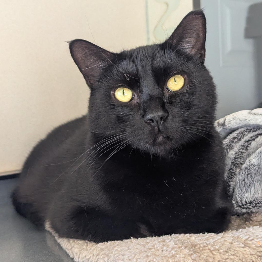 Thadius, a Adoptable mixed breed in Aberdeen, WA image 6/6