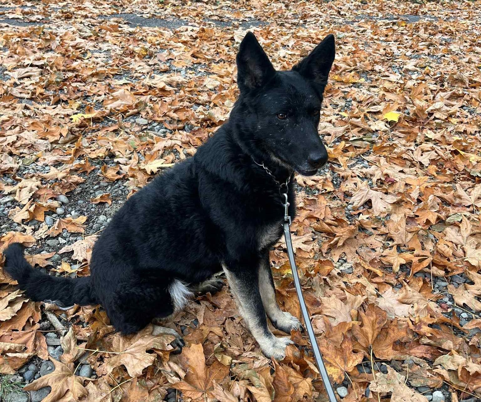 Enlarge Carlile, a Adopted German Shepherd Dog in Snoqualmie, WA image 3/4