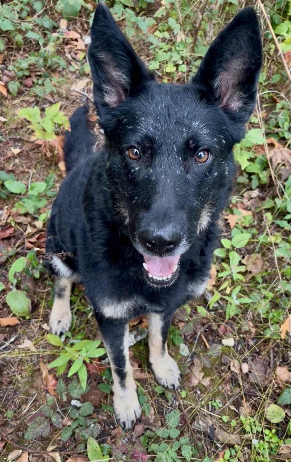 Carlile, Adopted, Adult Female German Shepherd Dog.