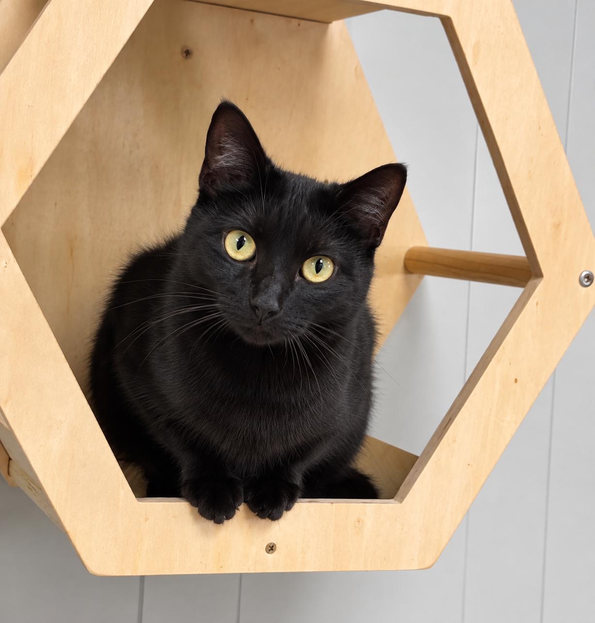 Enlarge Aurora, a Adoptable Domestic Short Hair in Millington, TN image 3/4