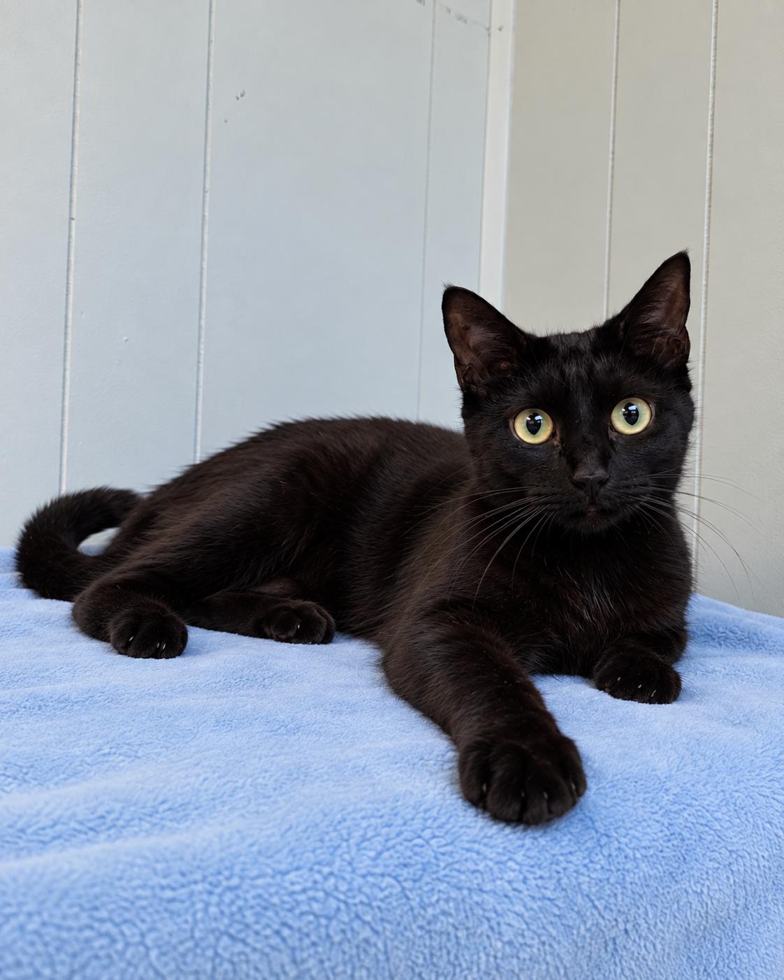 Enlarge Aurora, a Adoptable Domestic Short Hair in Millington, TN image 1/5