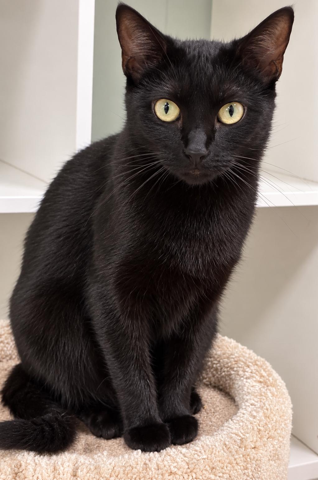 Enlarge Aurora, a Adoptable Domestic Short Hair in Millington, TN image 4/4