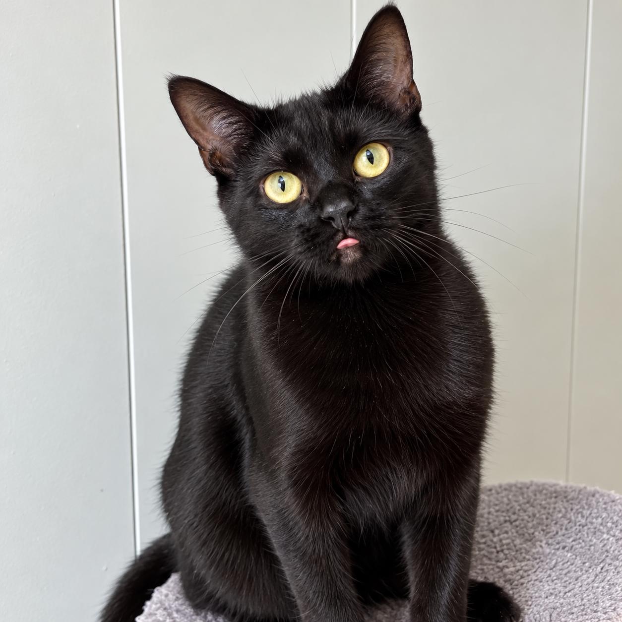 Aurora, Adoptable, Young Female Domestic Short Hair.