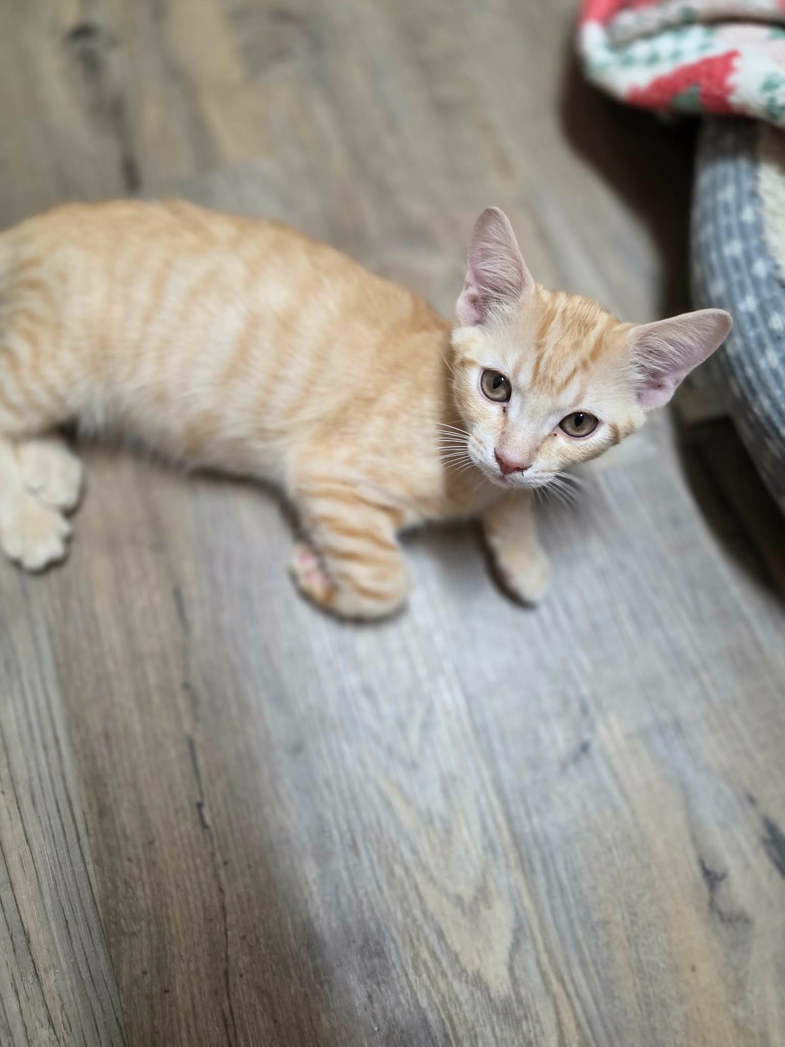 Enlarge Chesney, a Adopted mixed breed in Rock Spring, GA image 1/2