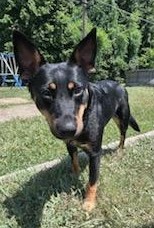 LUCY, a Adoptable mixed breed in Lebanon, TN image 1/3