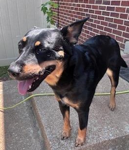 LUCY, a Adoptable mixed breed in Lebanon, TN image 2/3