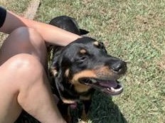 LUCY, a Adoptable mixed breed in Lebanon, TN image 3/3