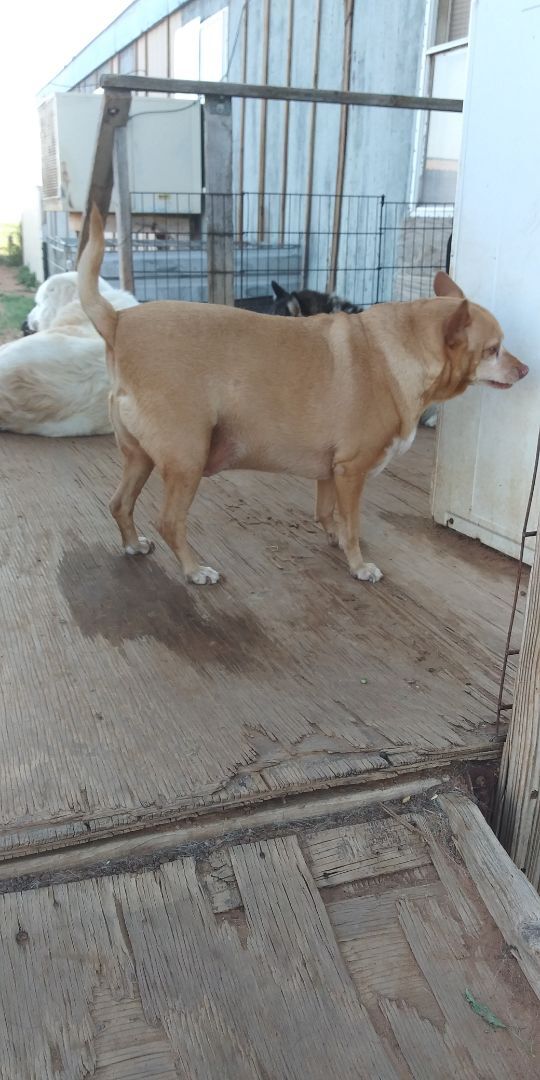 Oddball — thumbnail 2