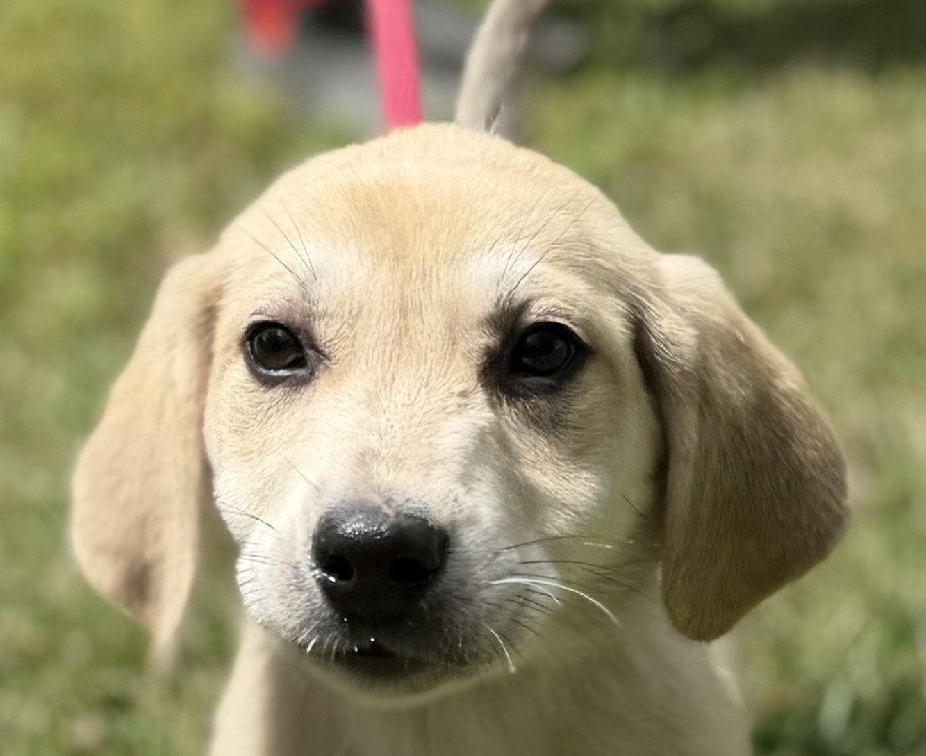 LIBERTY, Adopted, Puppy Female Labrador Retriever & Hound.