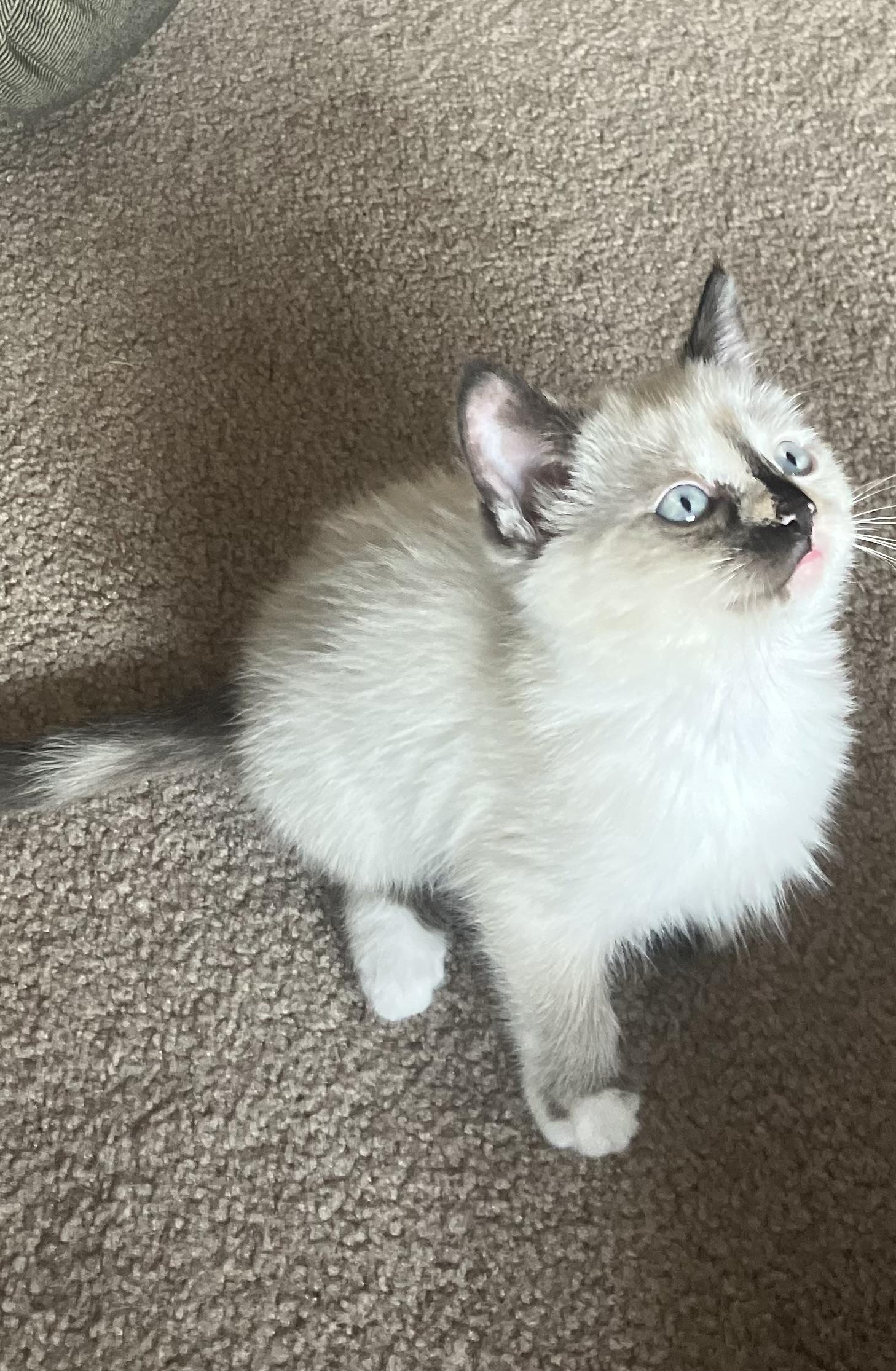 Elizabeth Taylor, Adopted, Kitten Female Domestic Medium Hair.